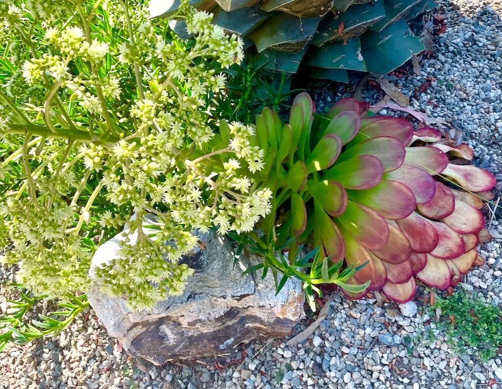Aeonium urbicum