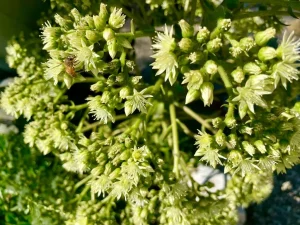 Aeonium urbicum
