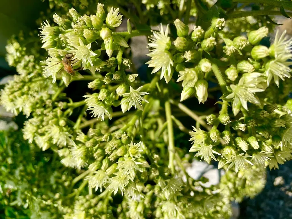 Aeonium urbicum