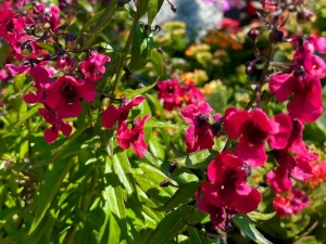 Angelonia 'Archangel™ Cherry Red'