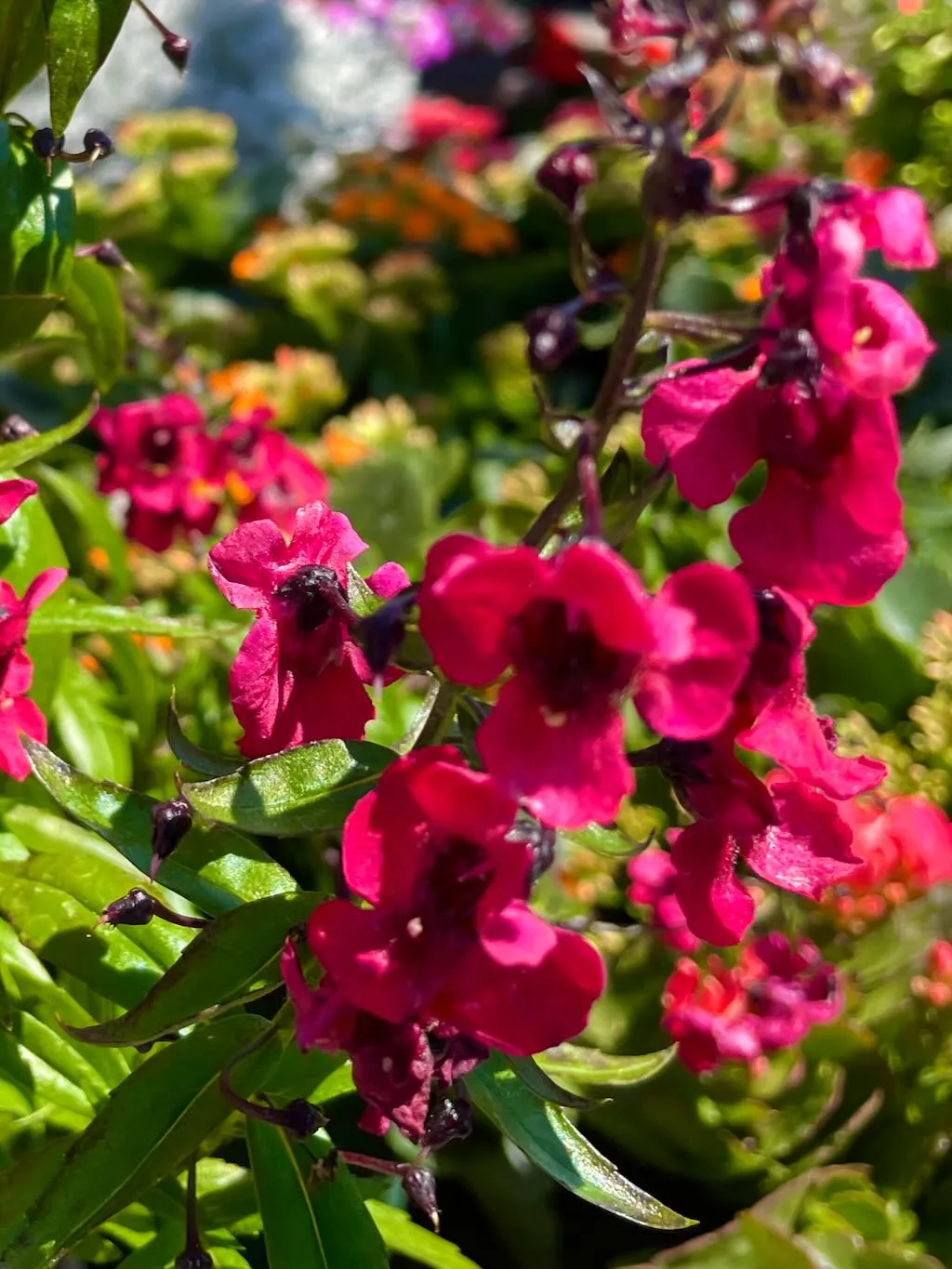 Angelonia Archangel Cherry Red_result - Online Flower Garden Angelonia'Archangel™ Cherry Red'