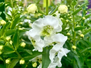 Angelonia 'Archangel White'