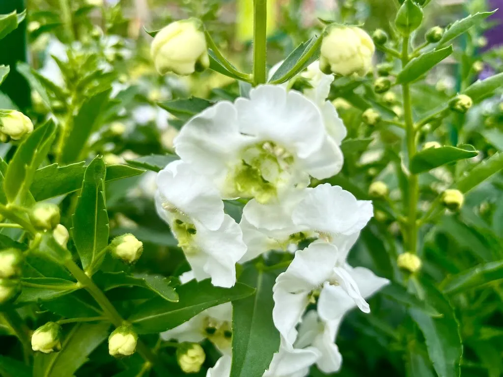 Angelonia Archangel White_result - Online Flower Garden Angelonia'Archangel White'