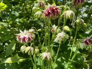 Aquilegia 'Nora Barlow'