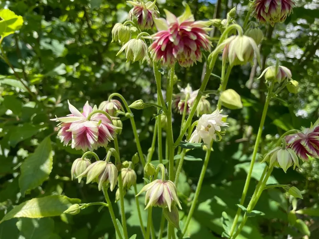 Aquilegia Nora Barlow-1_result - Online Flower Garden Aquilegia 'Nora Barlow'