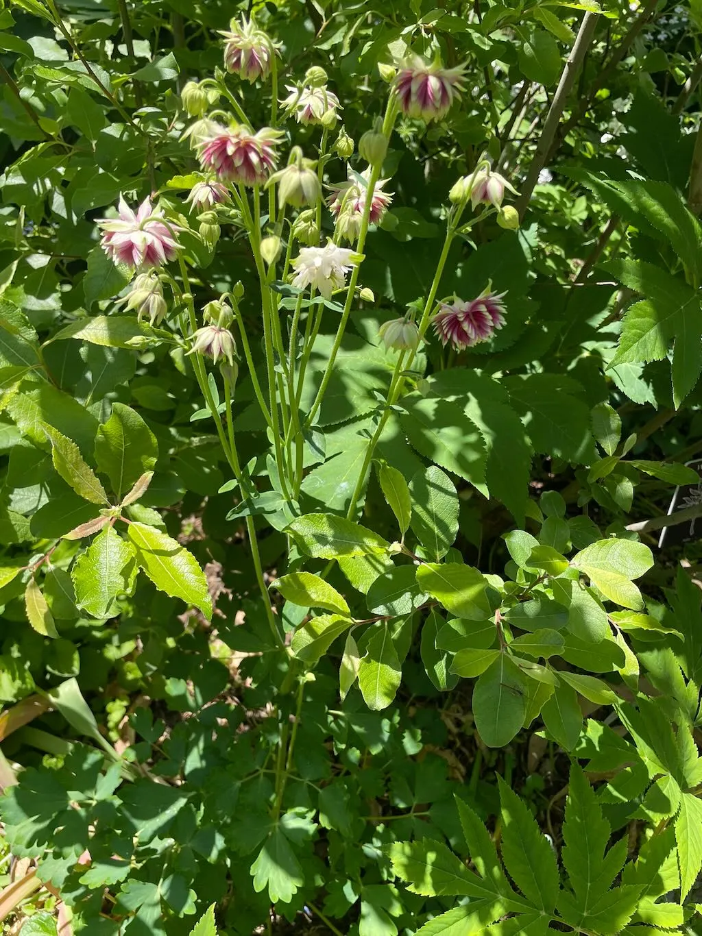 Aquilegia Nora Barlow_result - Online Flower Garden Aquilegia'Nora Barlow'