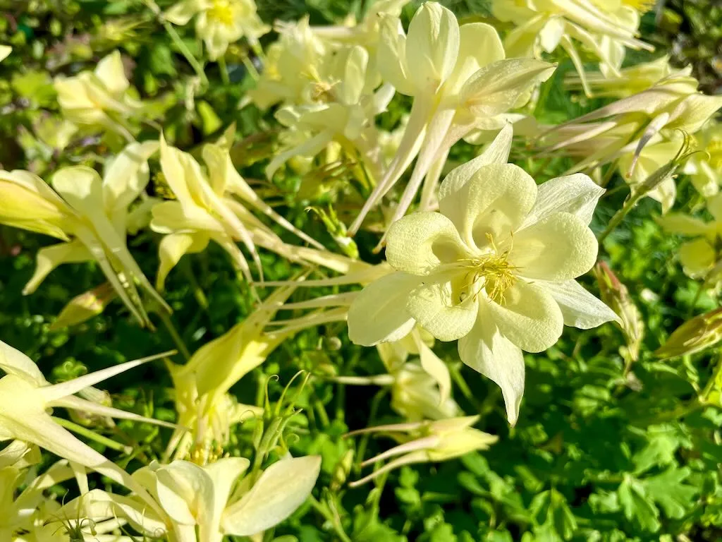 Aquilegia caerulea ‘Origami Yellow’