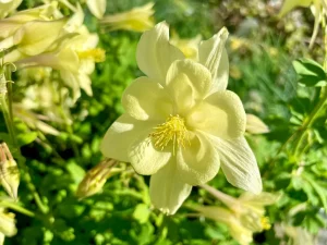 Aquilegia caerulea ‘Origami Yellow’