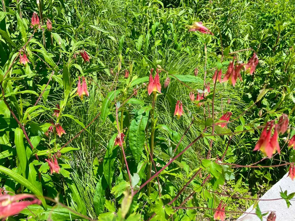 Aquilegia canadensis