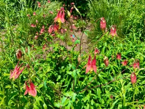 Aquilegia canadensis