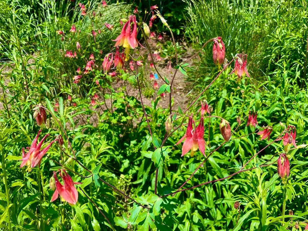 Aquilegia canadensis