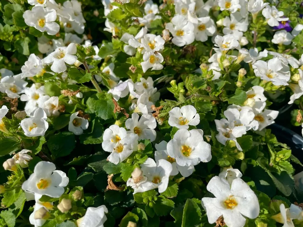 Bacopa MegaCopa White-1_result - Online Flower Garden Bacopa'MegaCopa™ White'