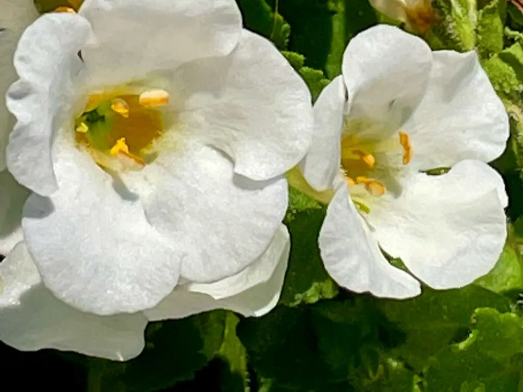 Bacopa MegaCopa White_result - Online Flower Garden Bacopa 'MegaCopa™ White'