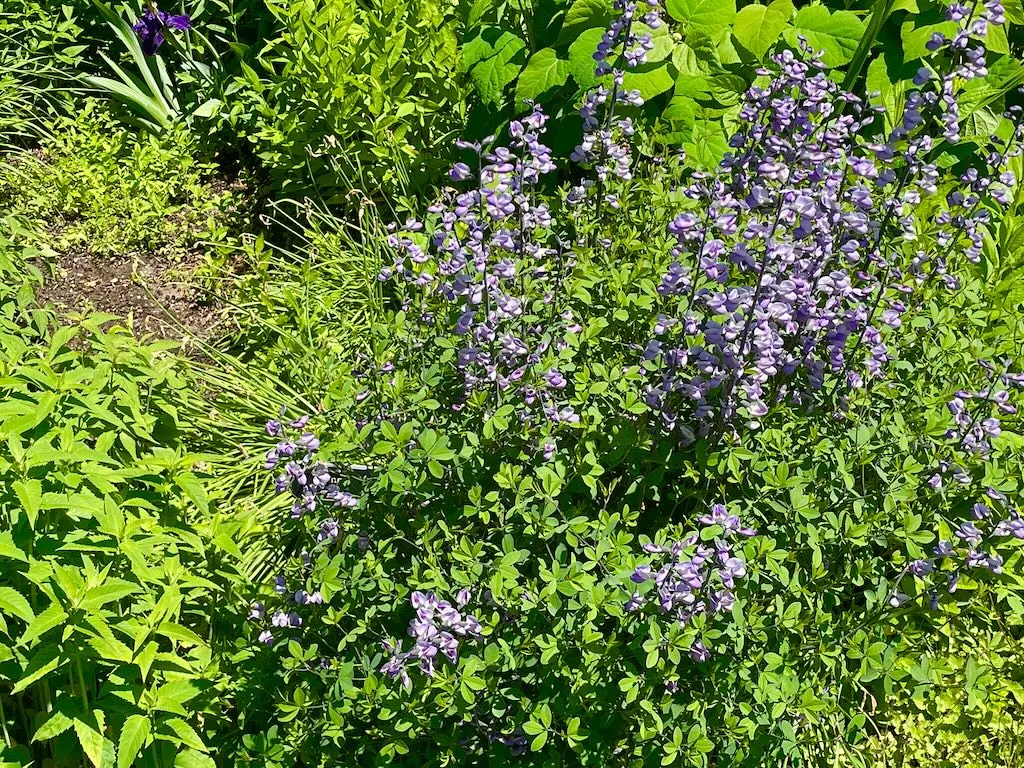 Baptisia Purple Smoke-1_result - Online Flower Garden Baptisia'Purple Smoke'