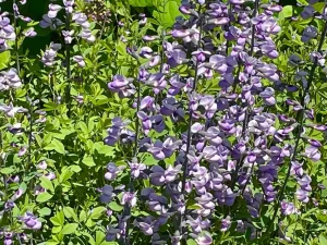 Baptisia 'Purple Smoke'