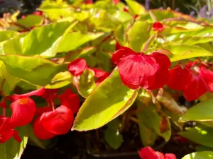 Begonia 'Canary Wings'