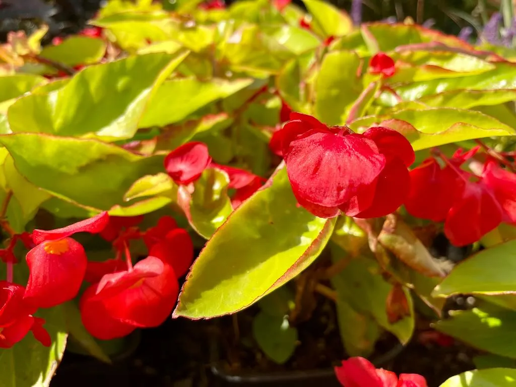 Begonia 'Canary Wings'