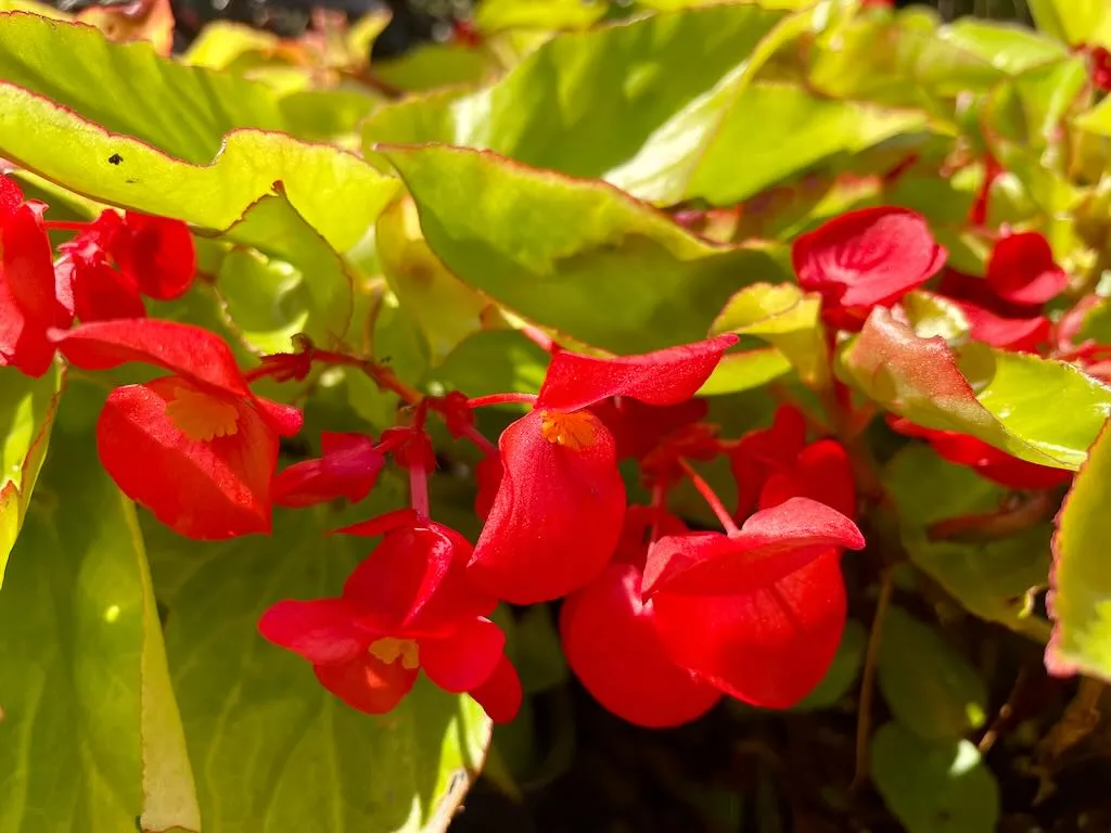 Begonia'Canary Wings'