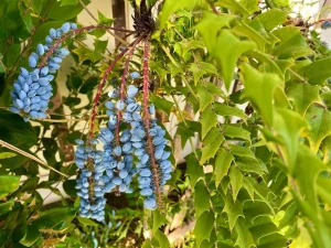 Berberis japonica