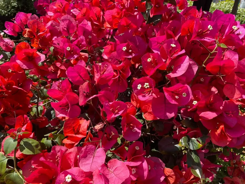Bougainvillea Camarillo Fiesta-1_result - Online Flower Garden Bougainvillea'Camarillo Fiesta'