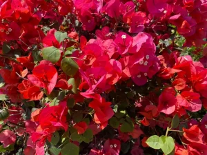 Bougainvillea 'Camarillo Fiesta'