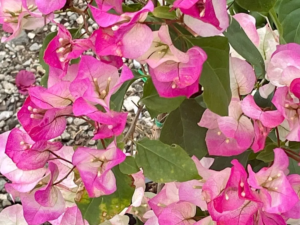 Bougainvillea Imperial Thai Delight-1_result - Online Flower Garden Bougainvillea 'Imperial Thai Delight'
