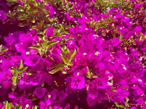 Bougainvillea 'Majestic Purple'