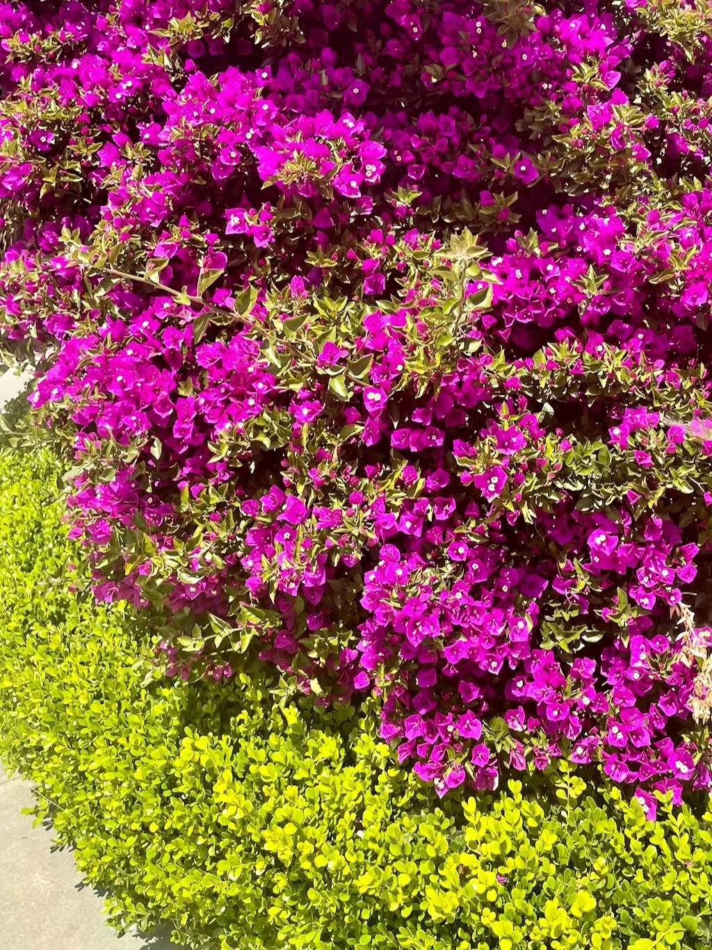 Bougainvillea'Majestic Purple'