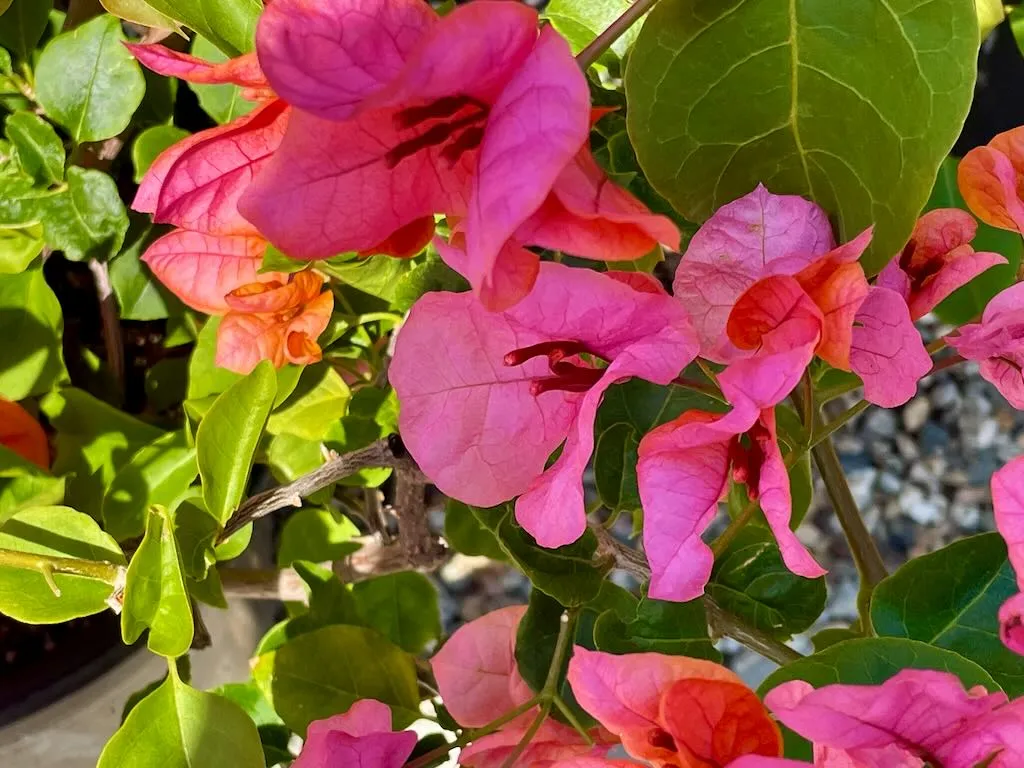 Bougainvillea Rosenka_result - Online Flower Garden Nyctaginaceae Bougainvillea'Rosenka'