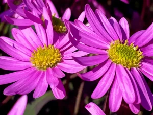 Brachyscome 'Surdaisy® Pink'