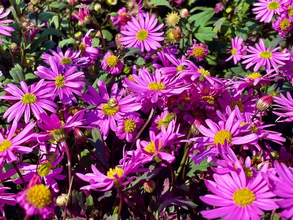 Brachyscome Surdaisy Pink_result - Online Flower Garden Brachyscome'Surdaisy® Pink'