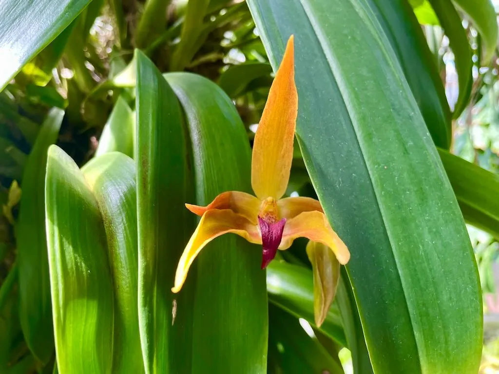 Bulbophyllum Frank Smith-1_result - Online Flower Garden Bulbophyllum 'Frank Smith'
