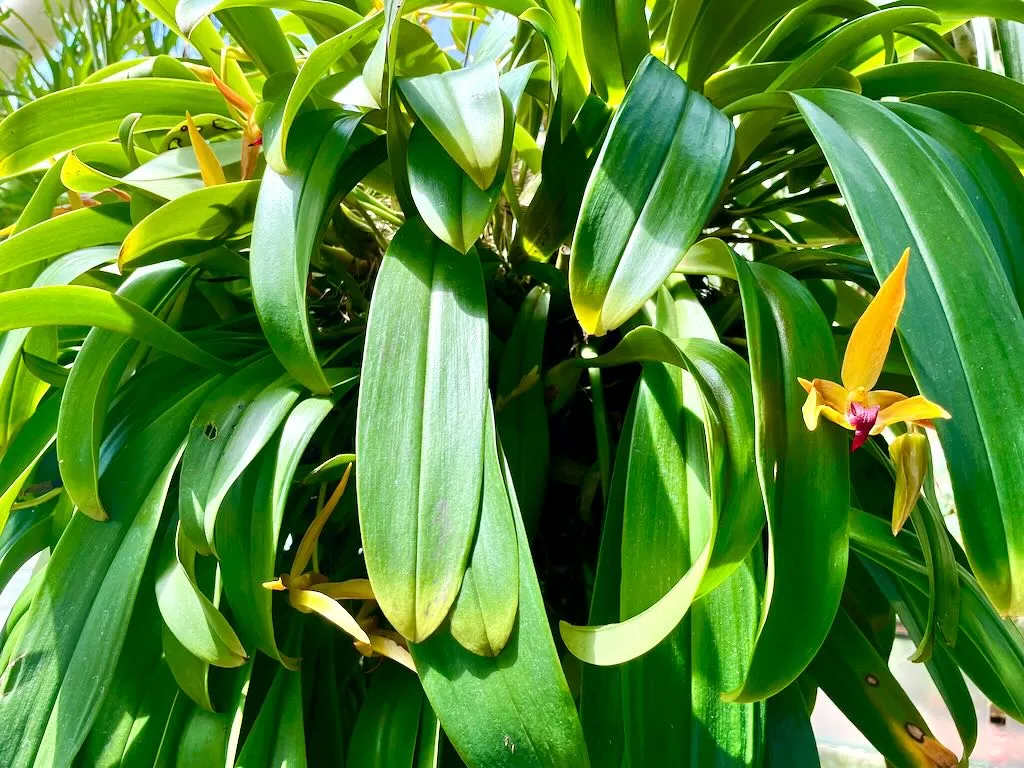 Bulbophyllum Frank Smith_result - Online Flower Garden Bulbophyllum'Frank Smith'