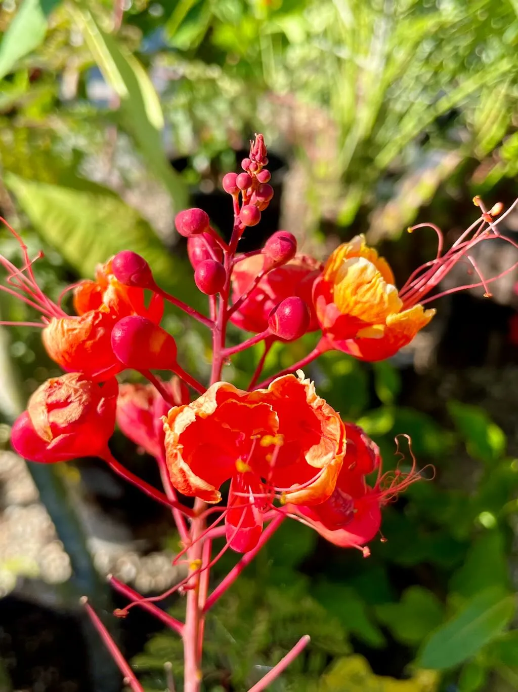 Caesalpinia pulcherrima
