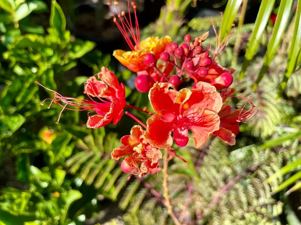Caesalpinia pulcherrima