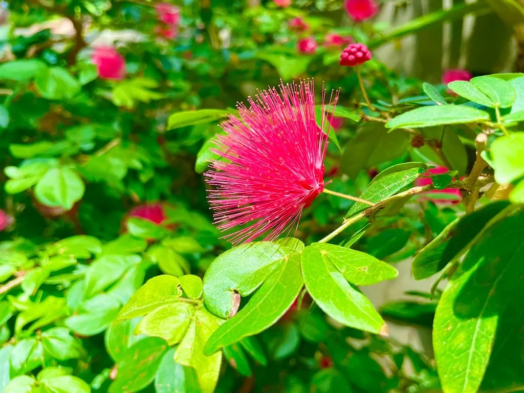 Calliandra emarginata-1_result - Online Flower Garden Calliandra emarginata