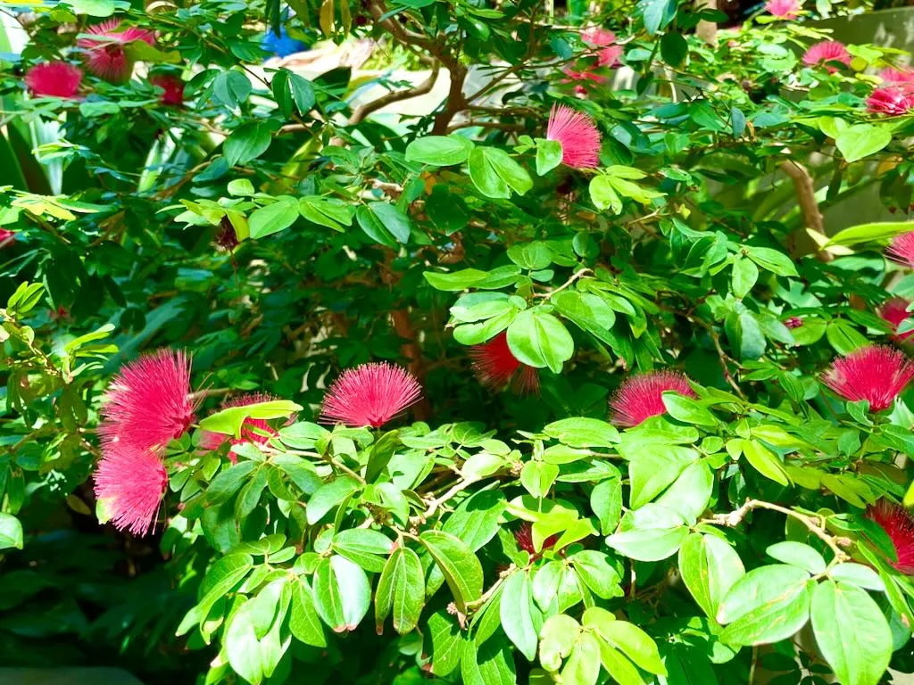 Calliandra emarginata_result - Online Flower Garden Calliandra emarginata