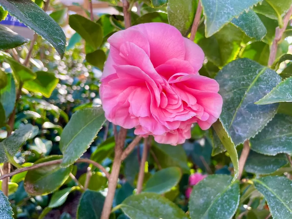 Camellia japonica Debutante_result - Online Flower Garden Camellia japonica'Debutante'