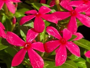 Catharanthus 'Soiree Kawaii® Coral Reef'