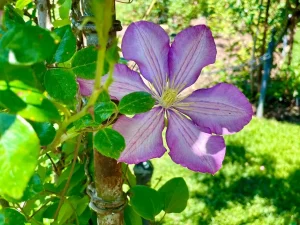 Clematis 'Nikolai Rubtsov' at Brooklyn Botanic Garden
