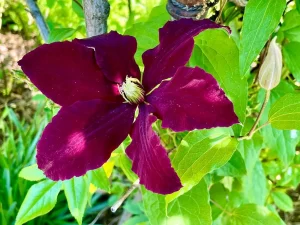 Clematis 'Niobe'