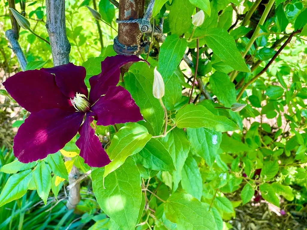 Clematis Niobe_result - Online Flower Garden Clematis'Niobe'