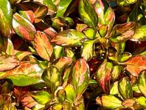 Coprosma repens 'Evening Glow'