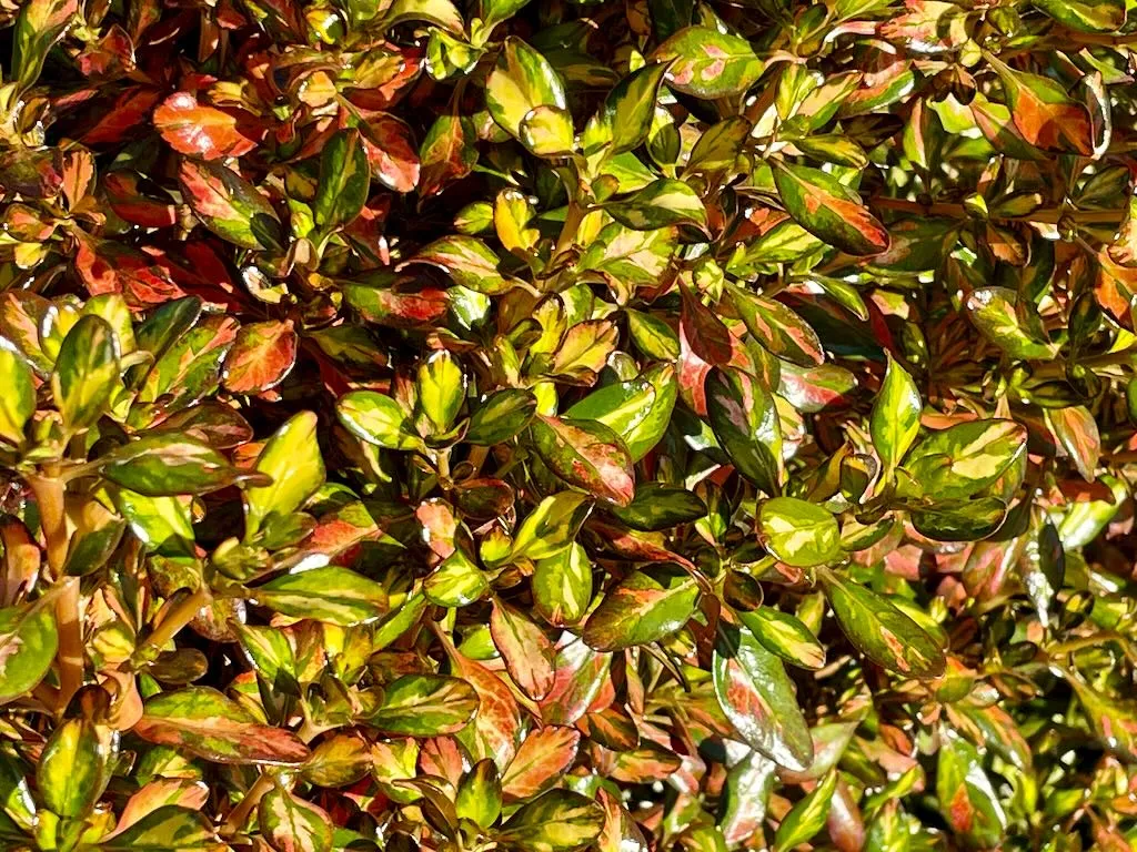 Coprosma repens Evening Glow_result - Online Flower Garden Coprosma repens'Evening Glow'
