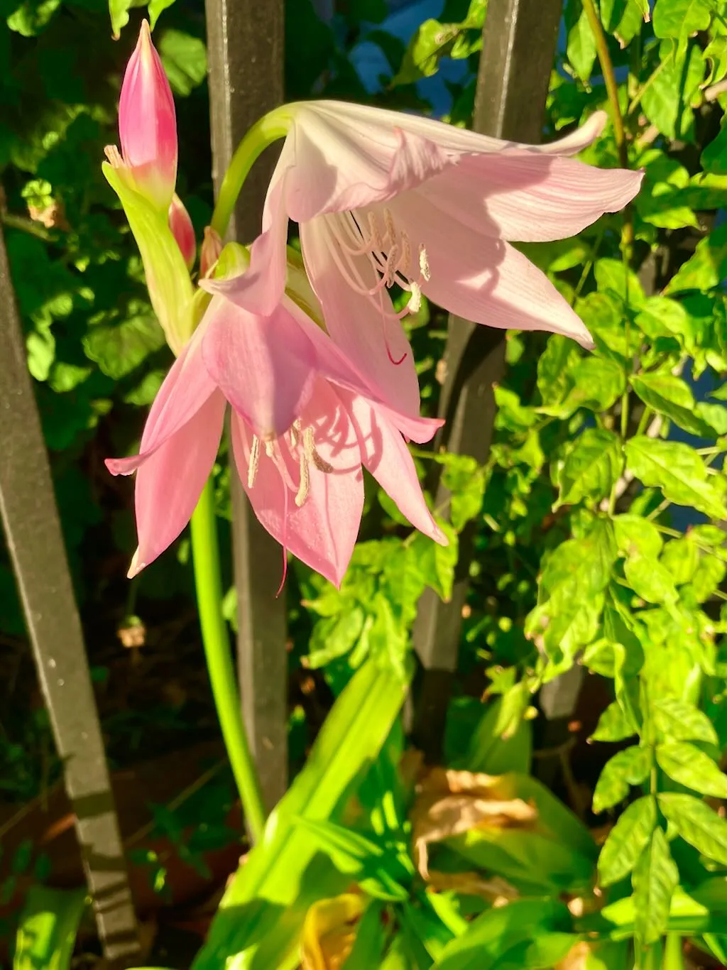 Crinum moorei-1_result - Online Flower Garden Crinum moorei