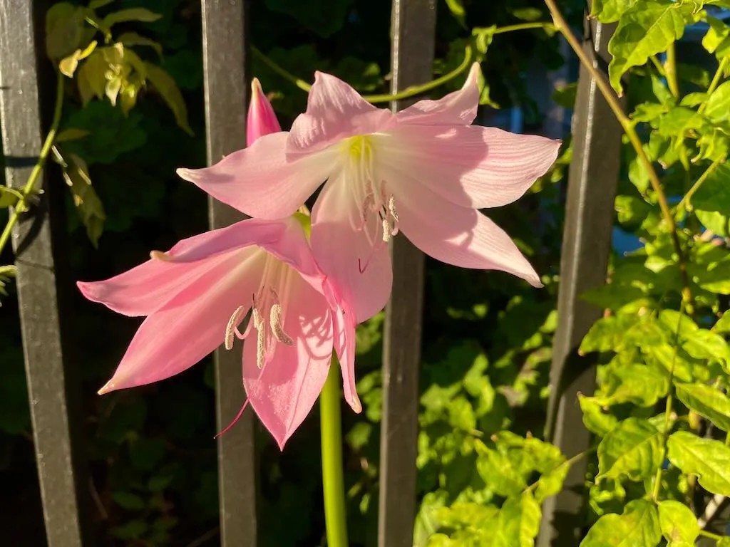 Crinum moorei_result - Online Flower Garden Crinum moorei