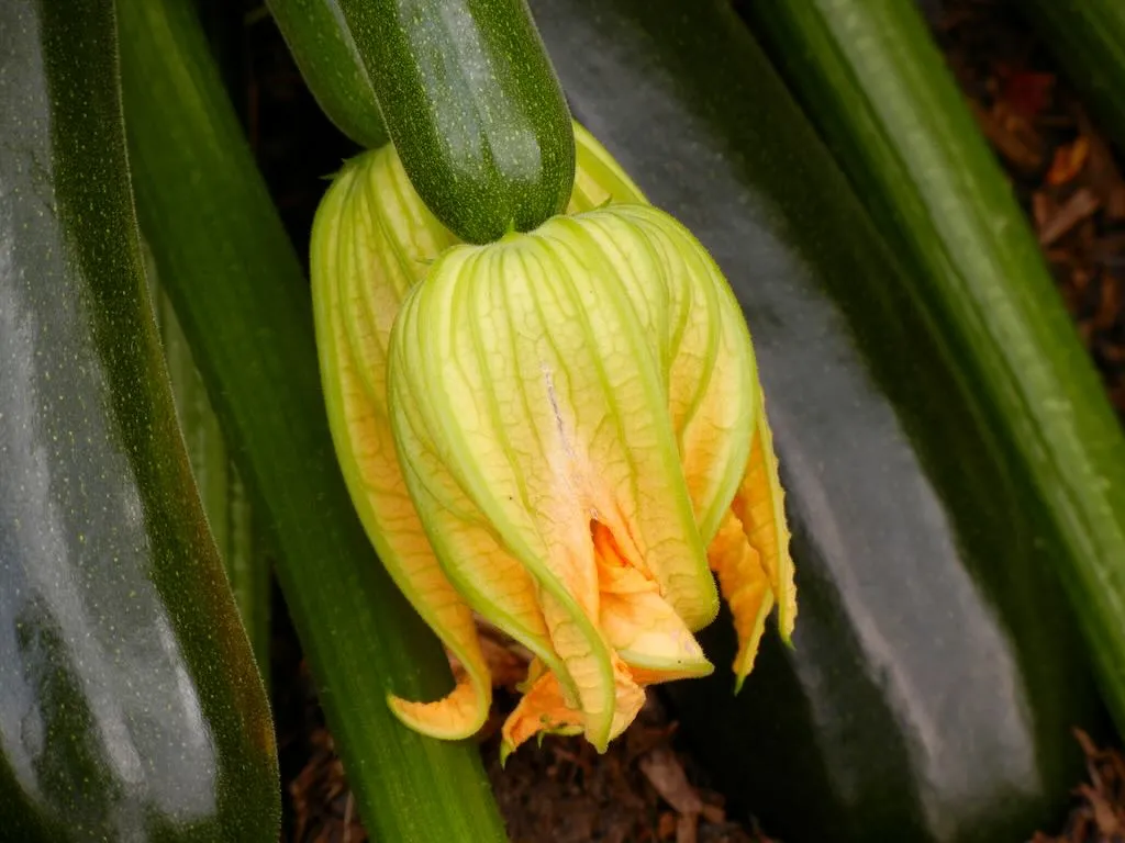 Cucurbita pepo British Summertime-1_result - Online Flower Garden Cucurbitaceae Cucurbita pepo'British Summertime'