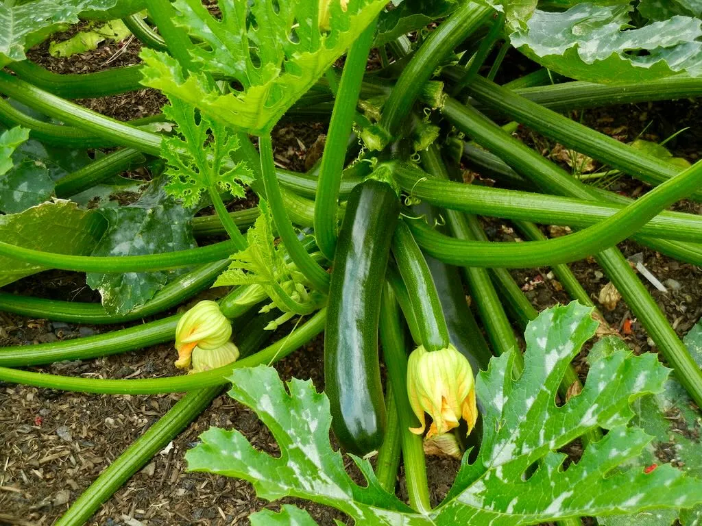 Cucurbita pepo British Summertime_result - Online Flower Garden Cucurbita pepo'British Summertime'