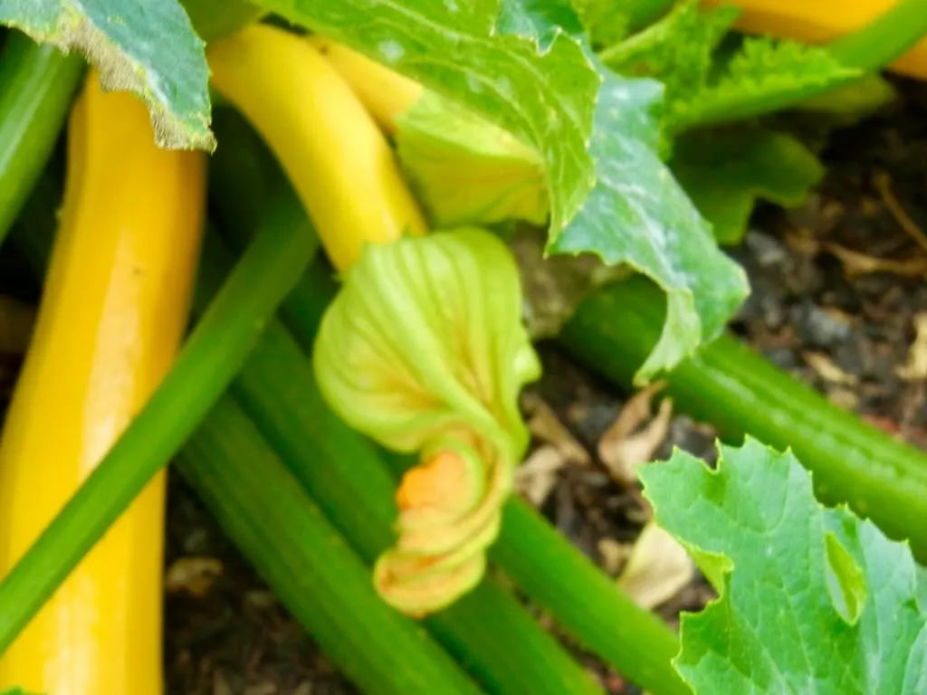 Cucurbita pepo Orelia_result - Online Flower Garden Cucurbita pepo 'Orelia'