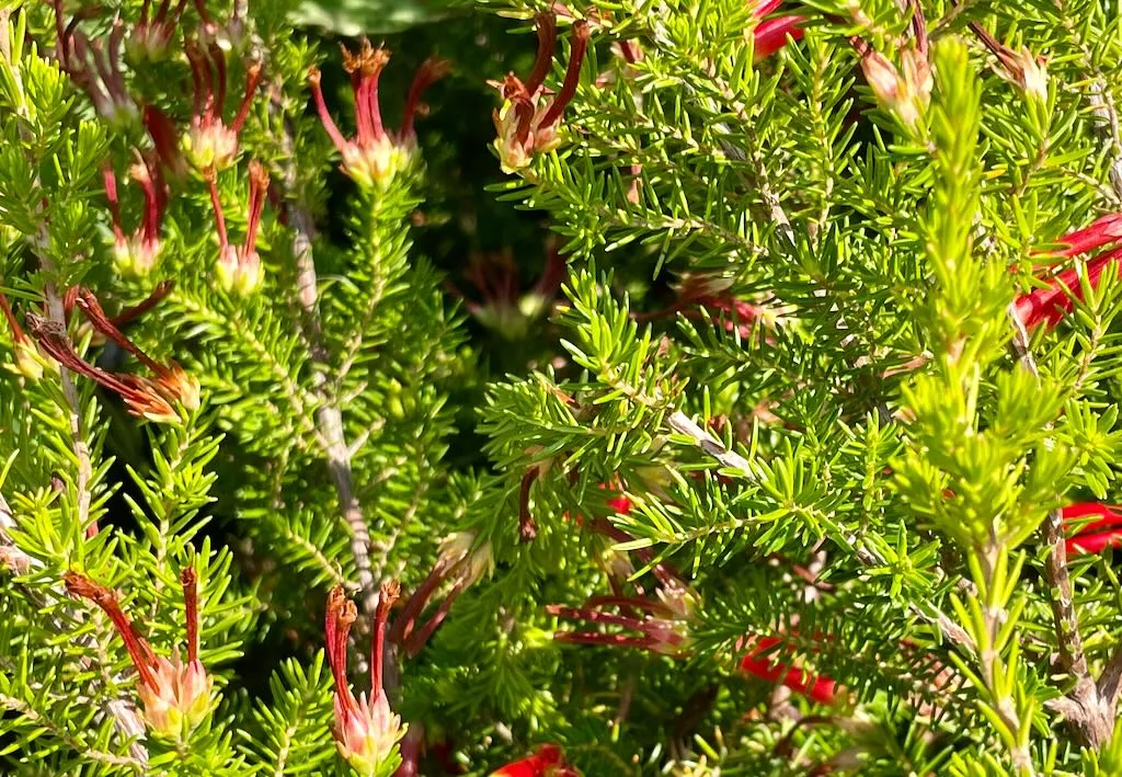 Erica speciosa-1_result - Online Flower Garden Erica speciosa